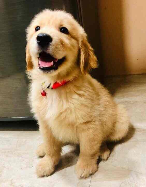 Mumbai Pet Shop And Clinic Pet Shops Book Appointment Online Pet Shops In Prabhadevi Mumbai Justdial