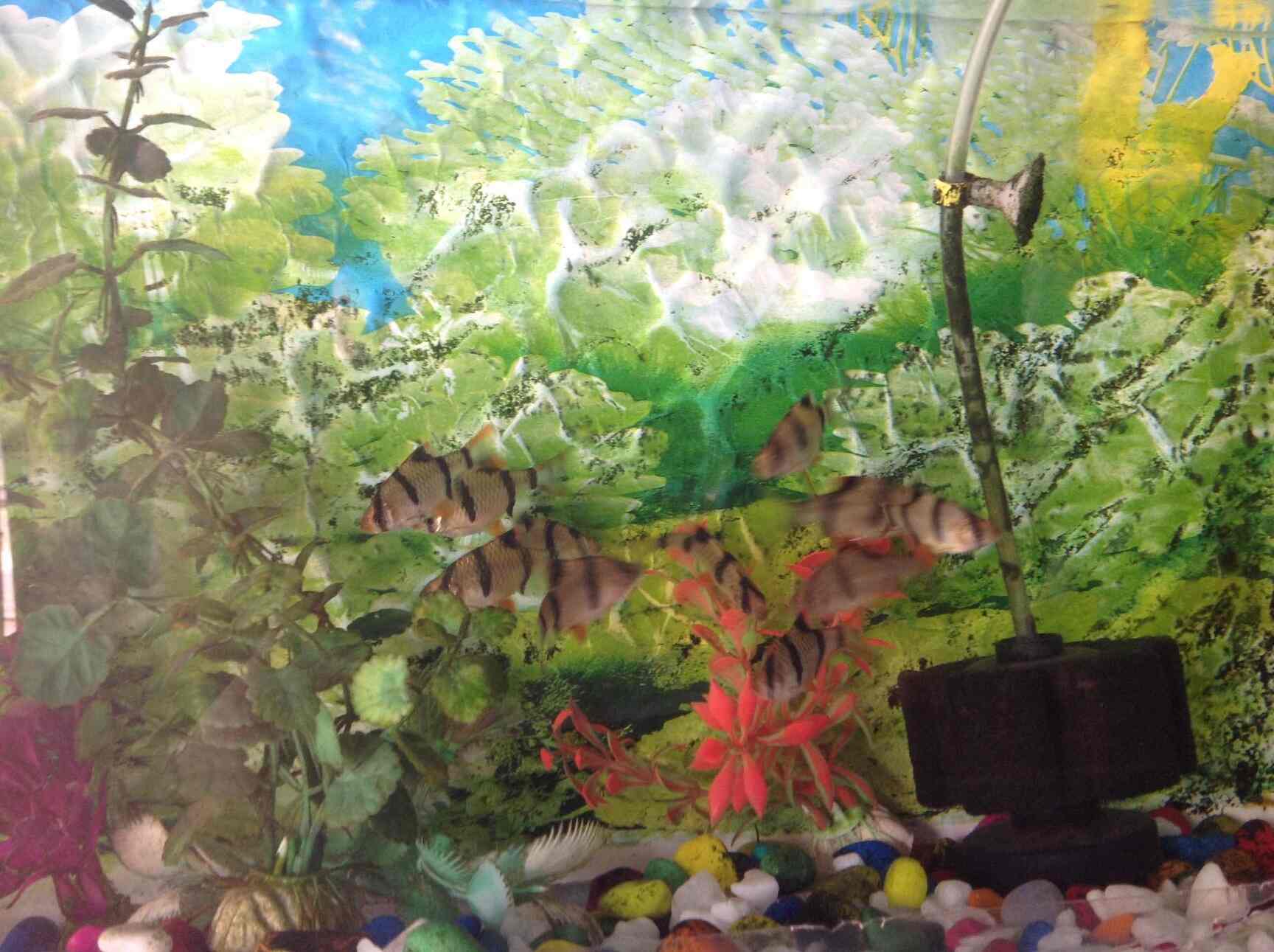 New Fish Aquarium Kandivali West Pet Shops In Mumbai Justdial