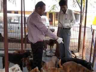 In Defence Of Animals Dadar East Animal Welfare Organisations In Mumbai Justdial