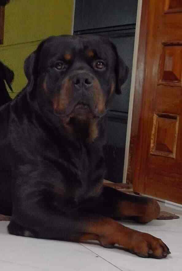 dog breeding services near me