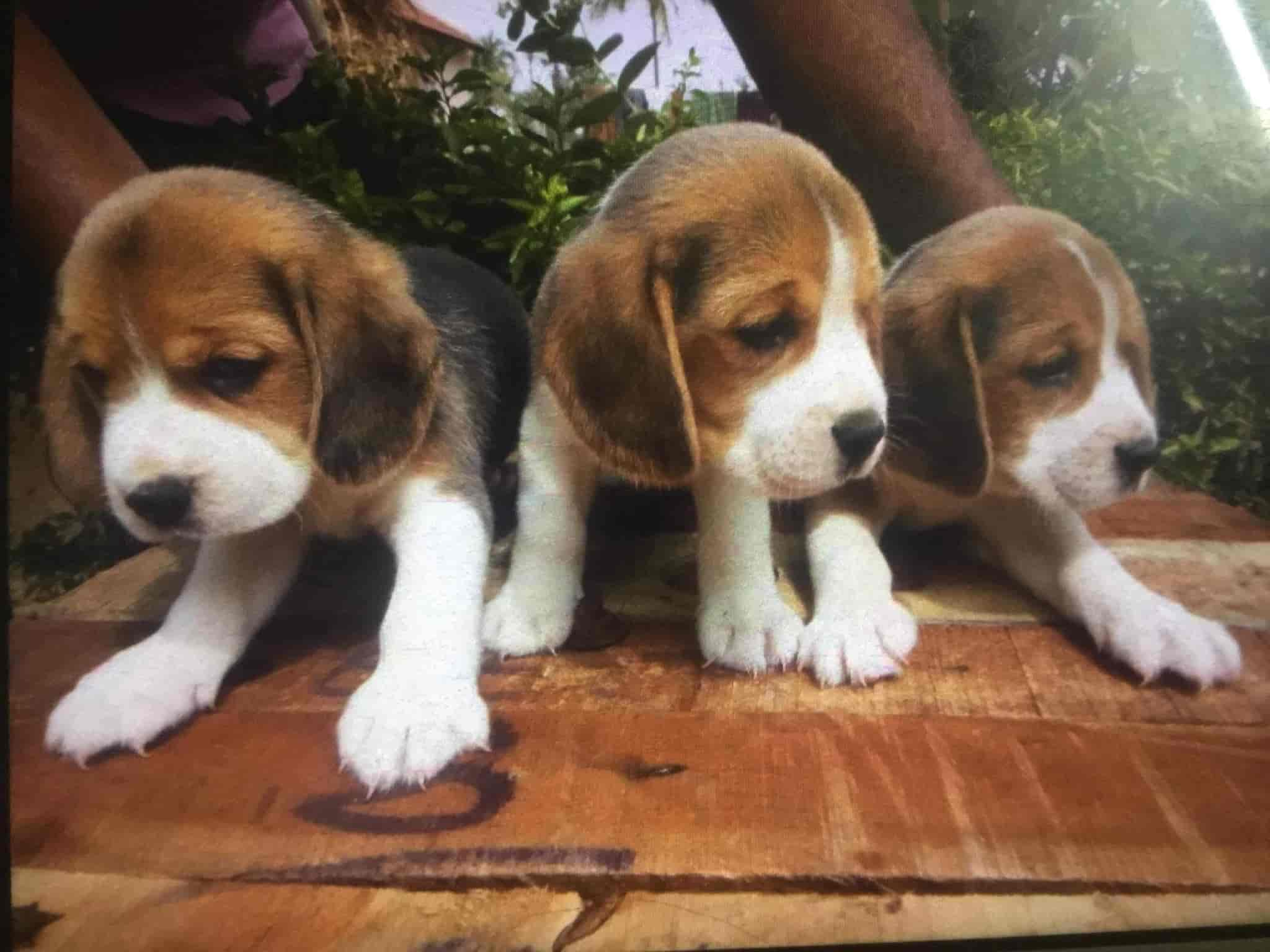 dog breeding services near me