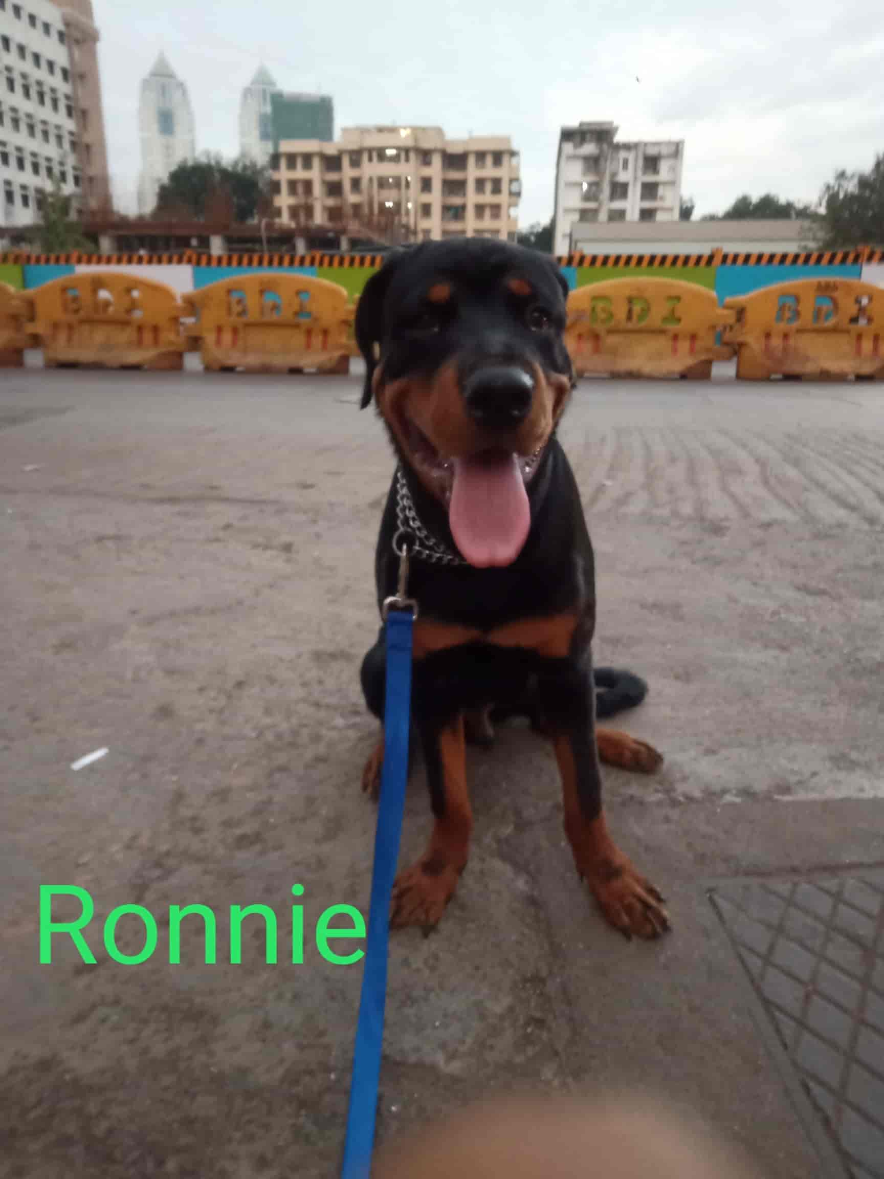 local dog behaviorist