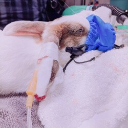 Dr Rina Devs Animal Bird Clinic Veterinary Doctors Book Appointment Online Veterinary Doctors In Bandra West Mumbai Justdial Dr Rina Devs Animal Bird Clinic Veterinary Doctors Book Appointment Online Veterinary Doctors In Bandra West Mumbai Justdial