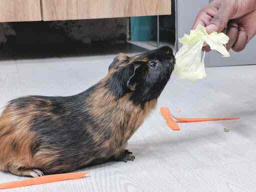 Dr Rina Devs Animal Bird Clinic Veterinary Doctors Book Appointment Online Veterinary Doctors In Bandra West Mumbai Justdial Dr Rina Devs Animal Bird Clinic Veterinary Doctors Book Appointment Online Veterinary Doctors In Bandra West Mumbai Justdial