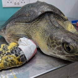 Dr Rina Devs Animal Bird Clinic Veterinary Doctors Book Appointment Online Veterinary Doctors In Bandra West Mumbai Justdial Dr Rina Devs Animal Bird Clinic Veterinary Doctors Book Appointment Online Veterinary Doctors In Bandra West Mumbai Justdial