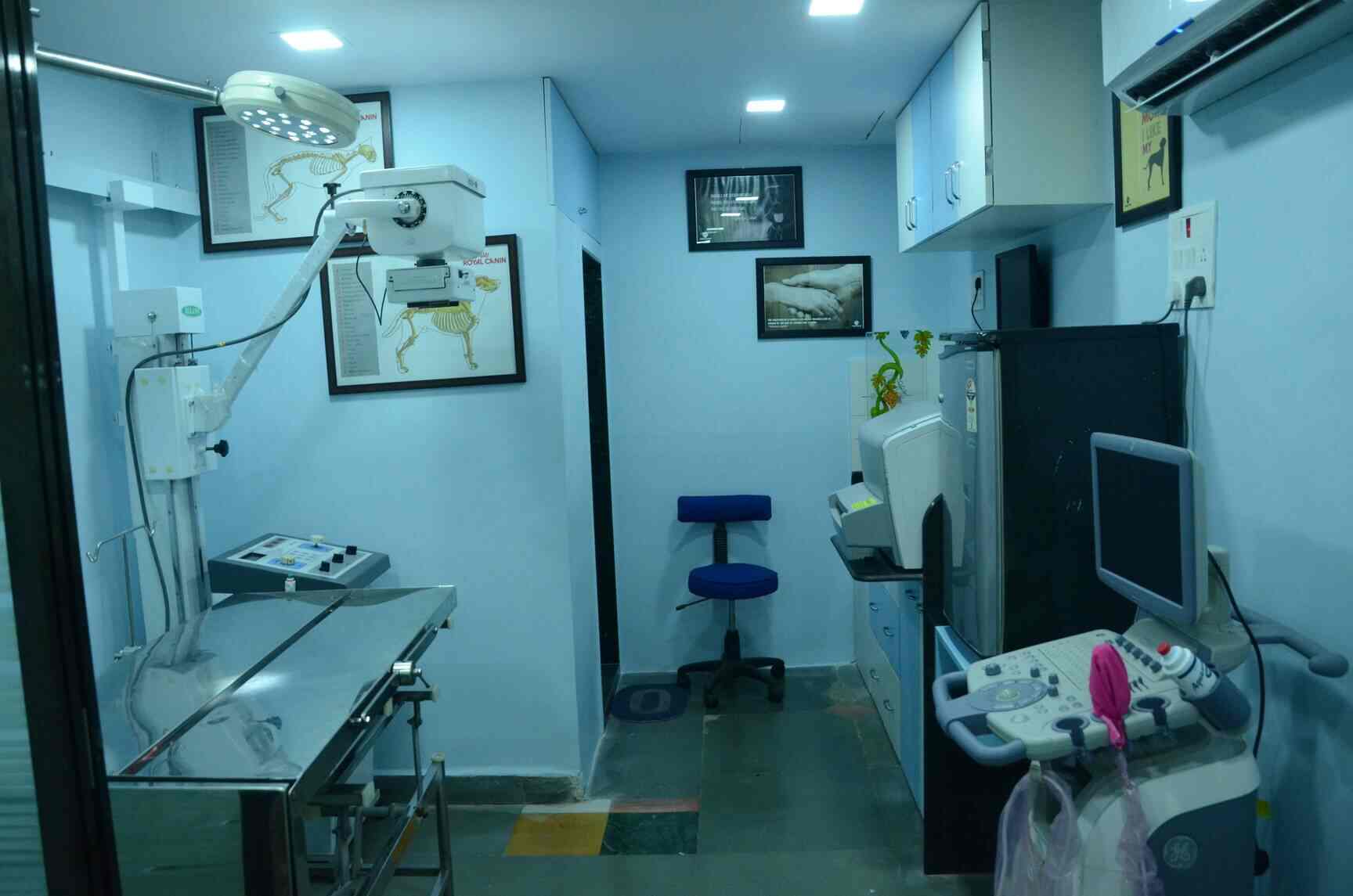 rottweiler mixed with golden retriever