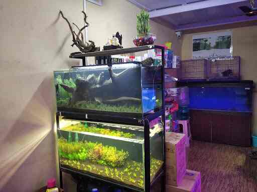 aquaholics live fish