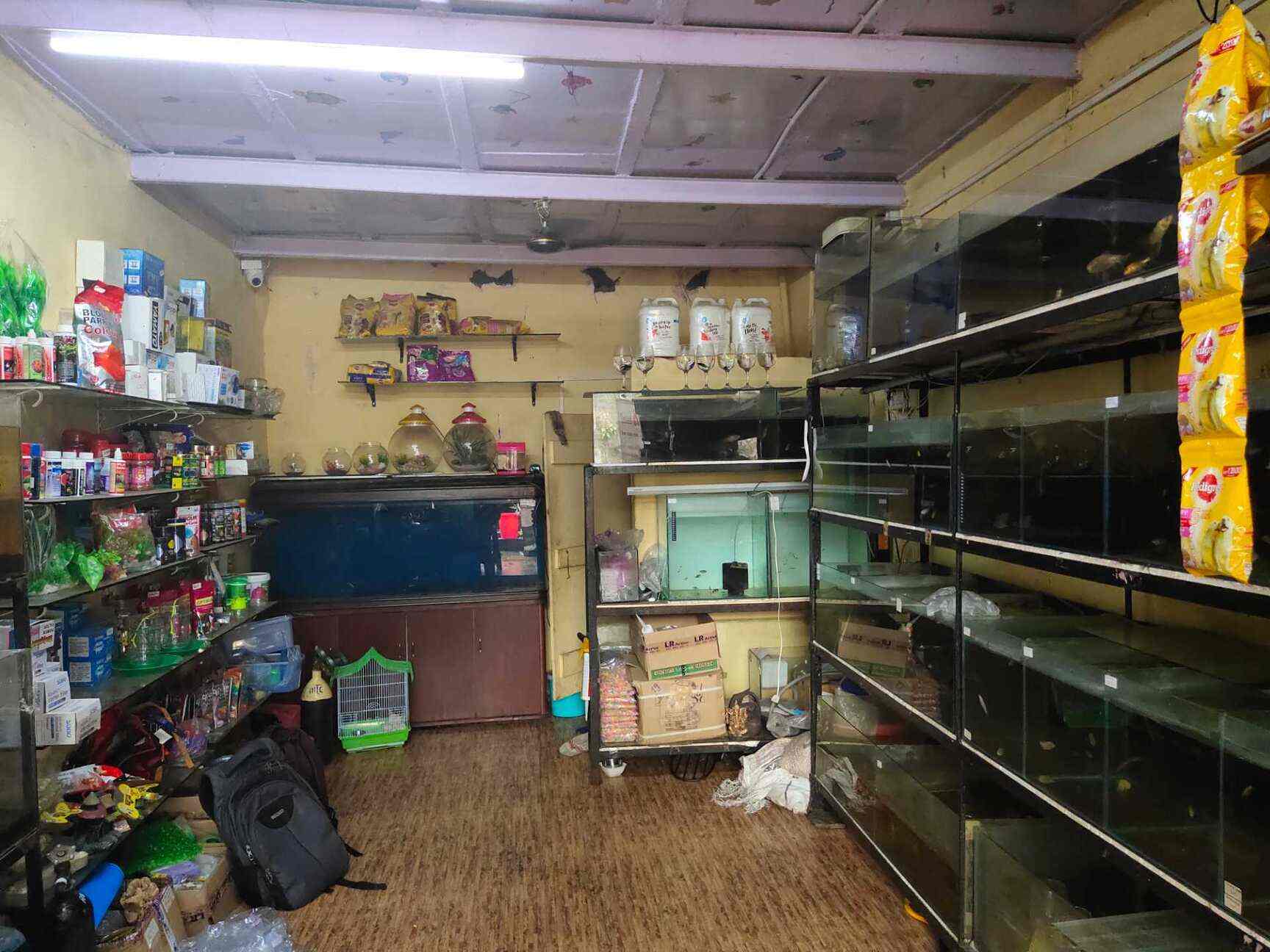 aquaholics live fish