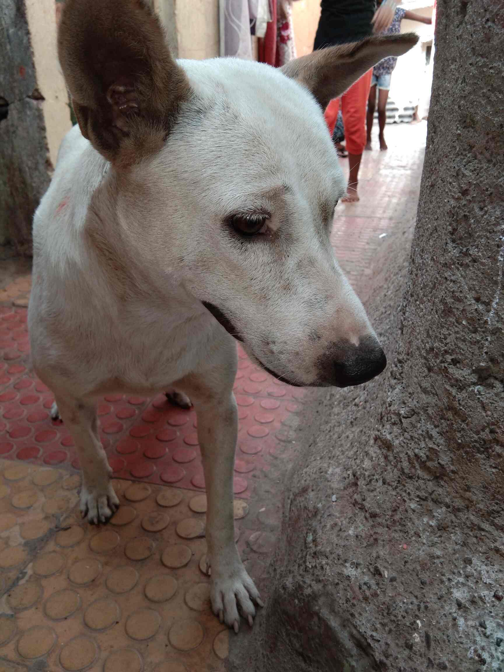 Peta India Andheri West Animal Welfare Organisations In Mumbai Justdial