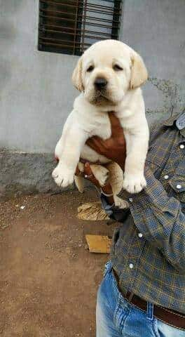 Petsbarn in Andheri West Mumbai Best Pet Shops in Mumbai Justdial