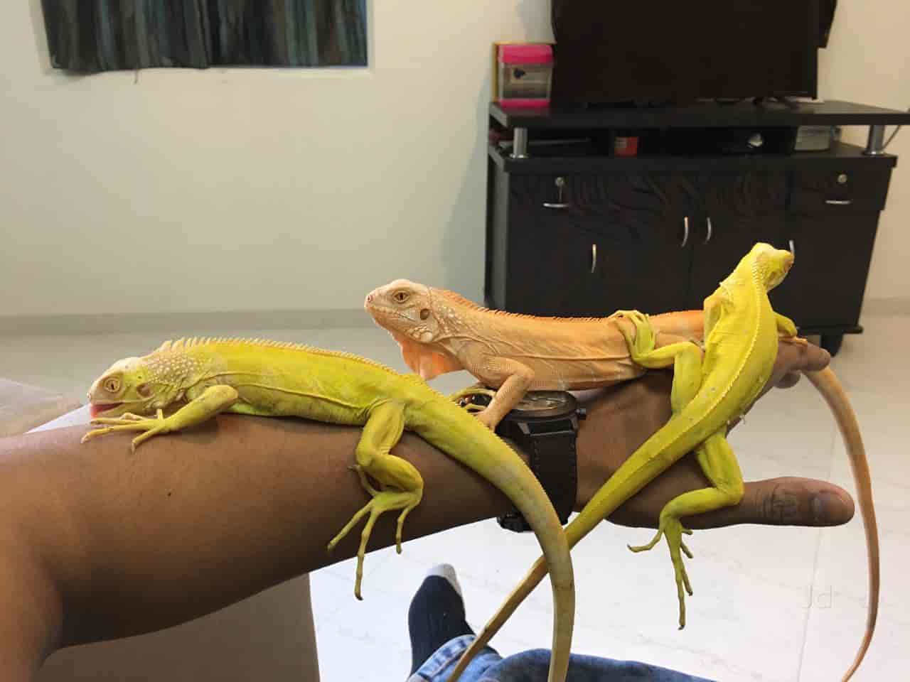 iguana pet shop near me