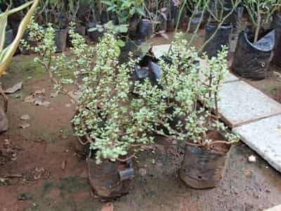 New Leaf Nursery Closed Down In Virar West Mumbai Justdial New Leaf Nursery Closed Down In Virar West Mumbai Justdial