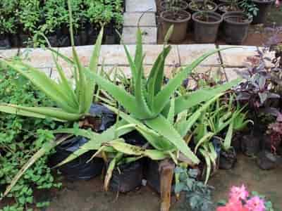 New Leaf Nursery Closed Down Photos Virar West Mumbai Pictures Plant Nursery New Leaf Closed Down Photos Virar West Mumbai