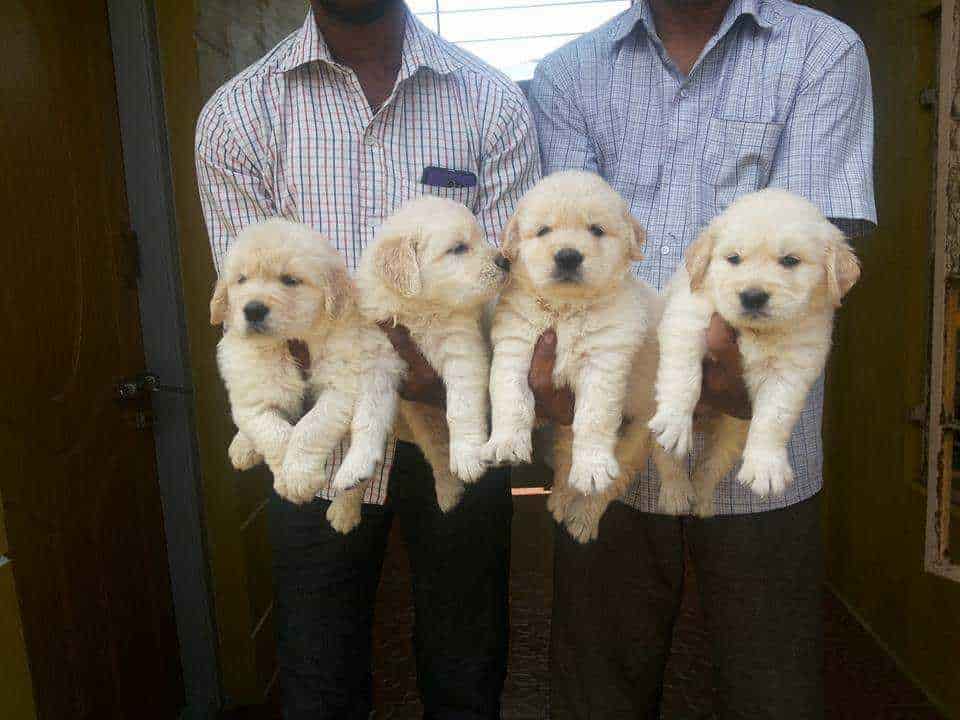 Mysore Golden Kennel Srirampura Dog Kennel Dealers In Mysore Justdial