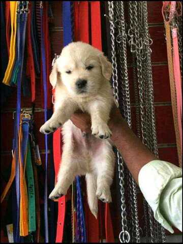 Mysore Golden Kennel, Srirampura - Pet Shops in Mysore - Justdial