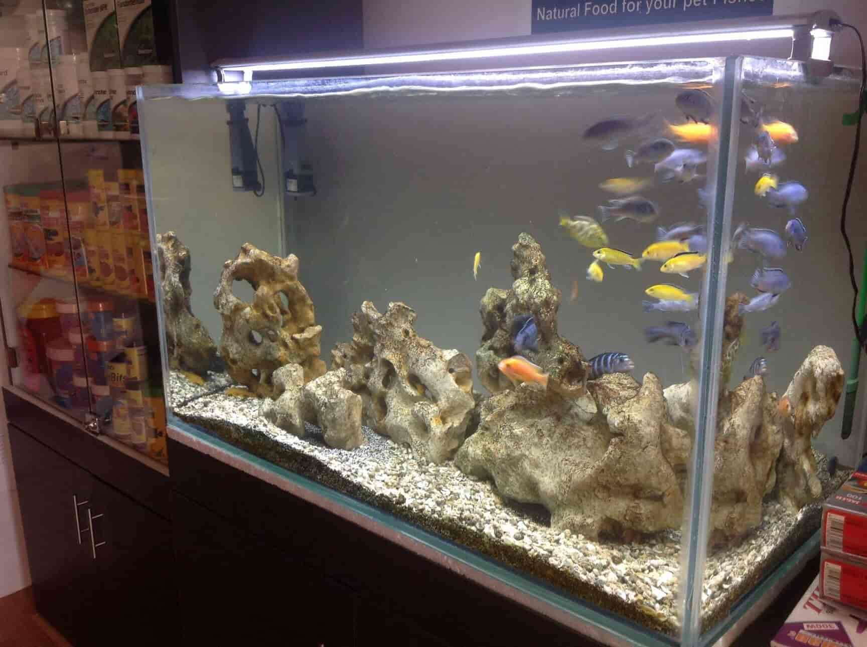 wet pets aquarium kuvempunagar pet shops for birds in mysore
