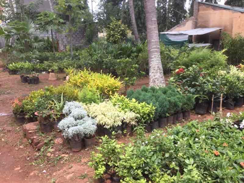 Sachit Farm Nursery Photos Bogadi Mysore Pictures Images Plant Nursery Sachit Farm Photos Bogadi Mysore Nurseries