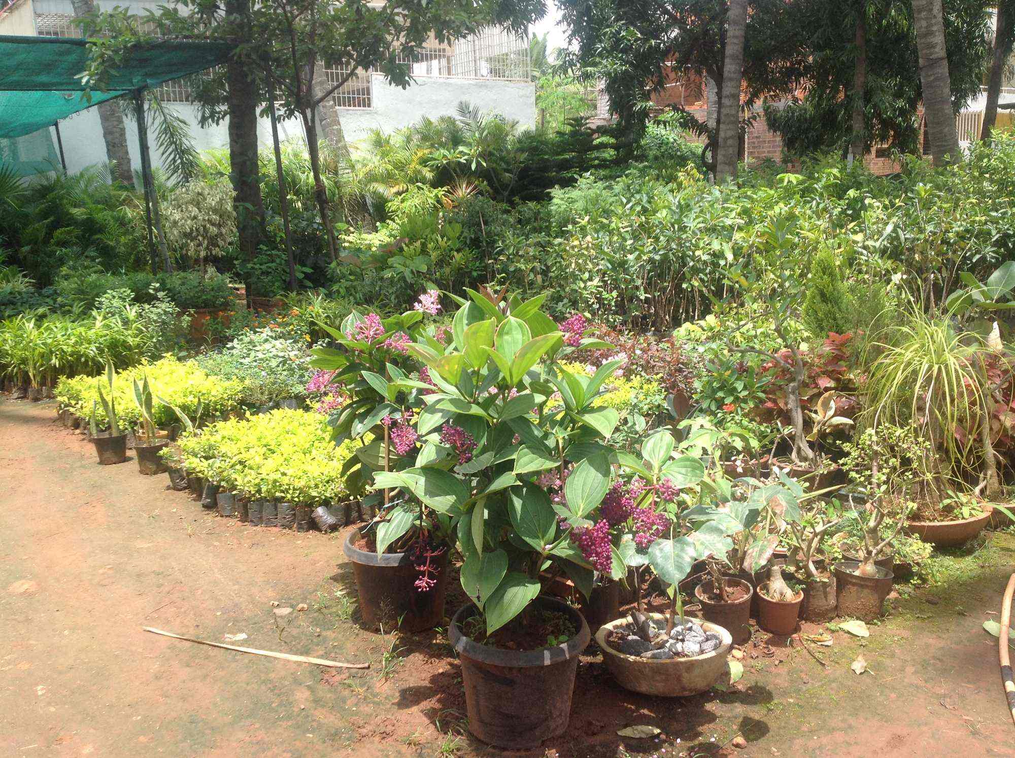 Sachit Farm Nursery Bogadi Plant Nurseries In Mysore Justdial