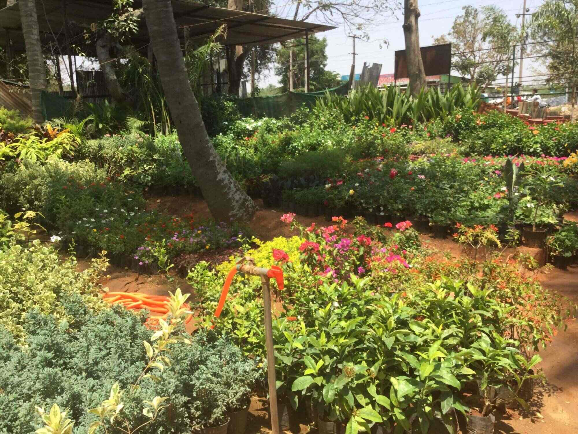 Sachit Farm Nursery Bogadi Plant Nurseries In Mysore Justdial