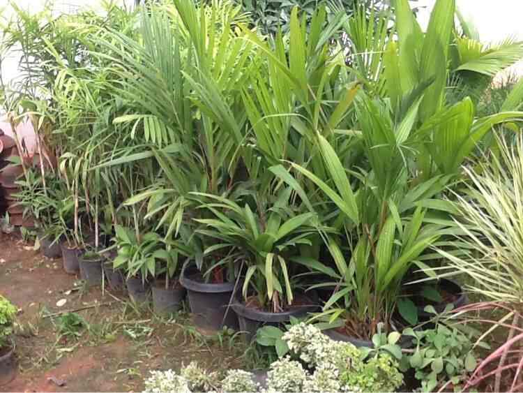 Sachit Farm Nursery Photos Bogadi Mysore Pictures Images Plant Nursery Sachit Farm Photos Bogadi Mysore Nurseries