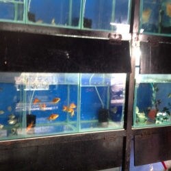 Dolphin Pet Aquariums Vijaynagar Mysore Pet Shops In Mysore Justdial