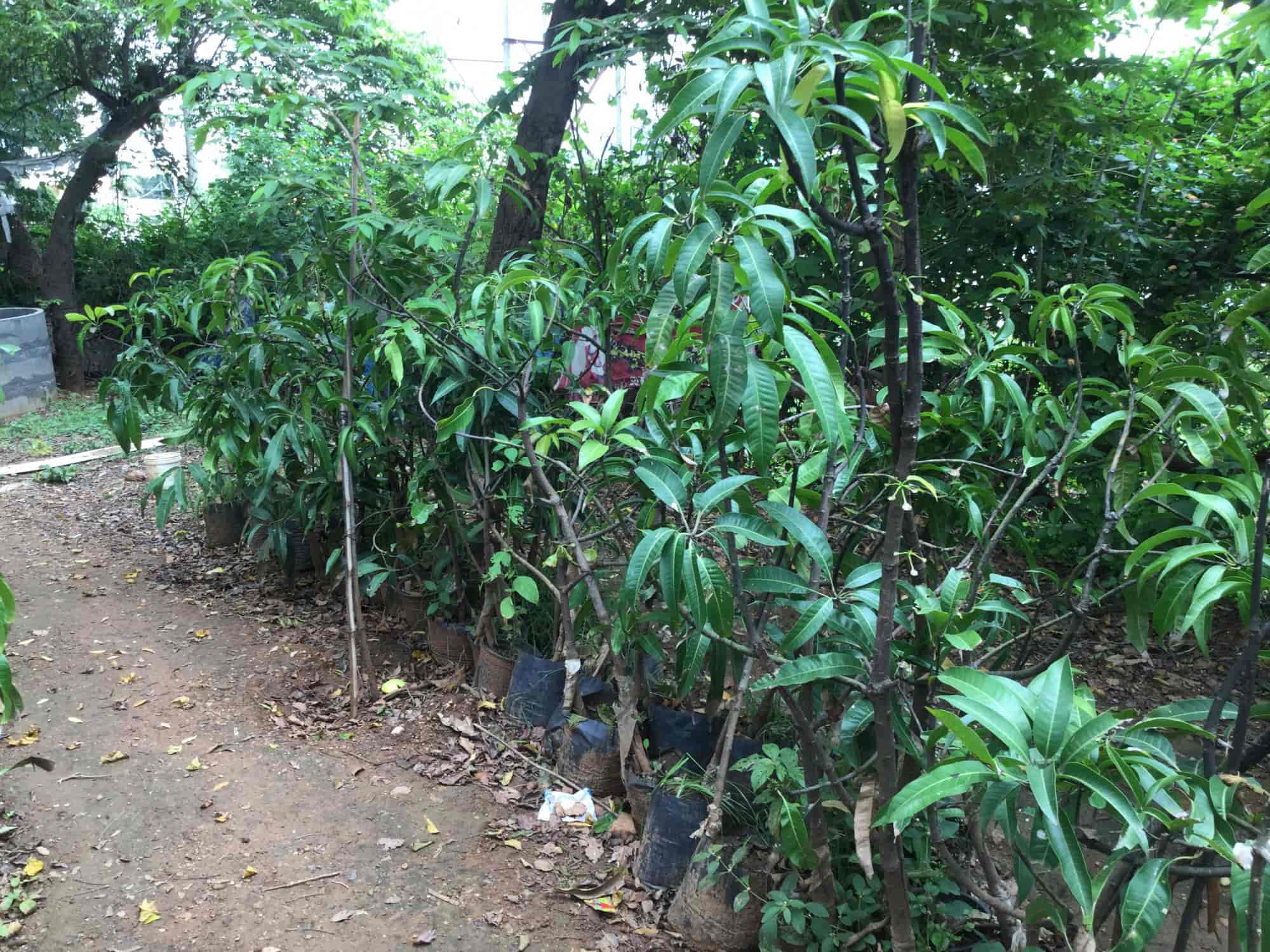 Fruit Plant Nursery In Mysore All The Best 2018 Nursery Farms In Mysore Thenur