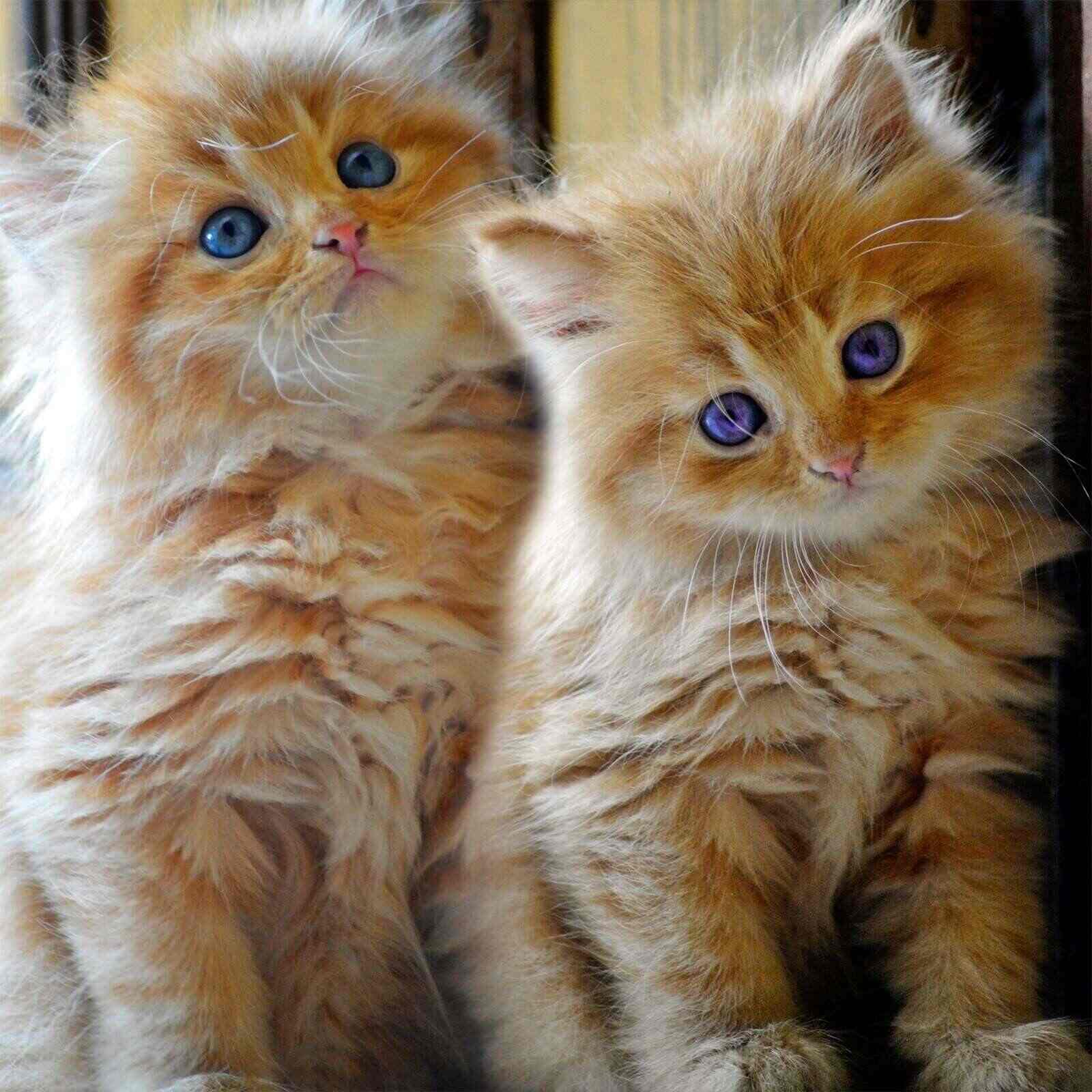 persian cats grooming center