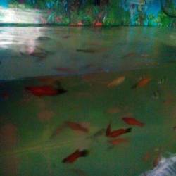 Jojo Pet Word Sakkardara Pet Shops In Nagpur Justdial