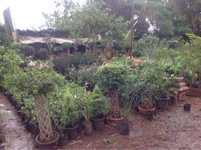 Paradise Nursery Photos Satpur Nashik Pictures Images Gallery Plant Nursery Paradise Photos Satpur Nashik Nurseries