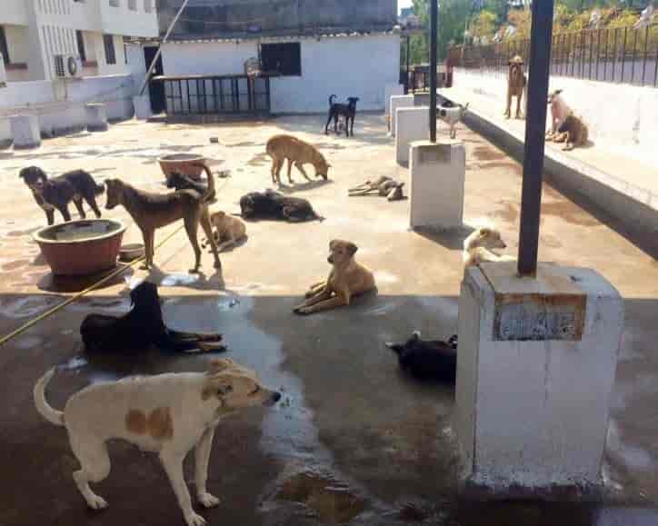 Sharan For Animals Nasik Animal Welfare Organisations In Nashik Justdial
