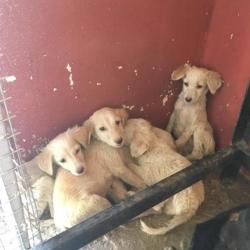 Sharan For Animals Nasik Animal Welfare Organisations In Nashik Justdial