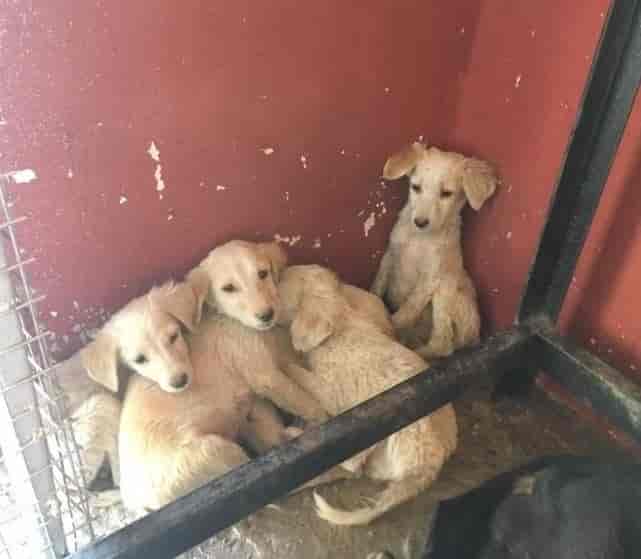 Sharan For Animals Nasik Animal Welfare Organisations In Nashik Justdial