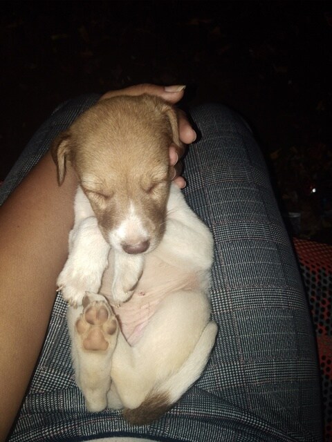 Sharan For Animals Nasik Animal Welfare Organisations In Nashik Justdial