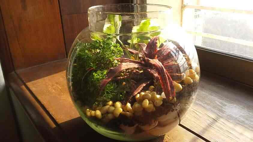 Sangita S Bonsai And Terrariums Gangapur Road Terrarium Plant Sangita S Bonsai And Terrariums Gangapur Road Terrarium Plant Dealers In Nashik Justdial