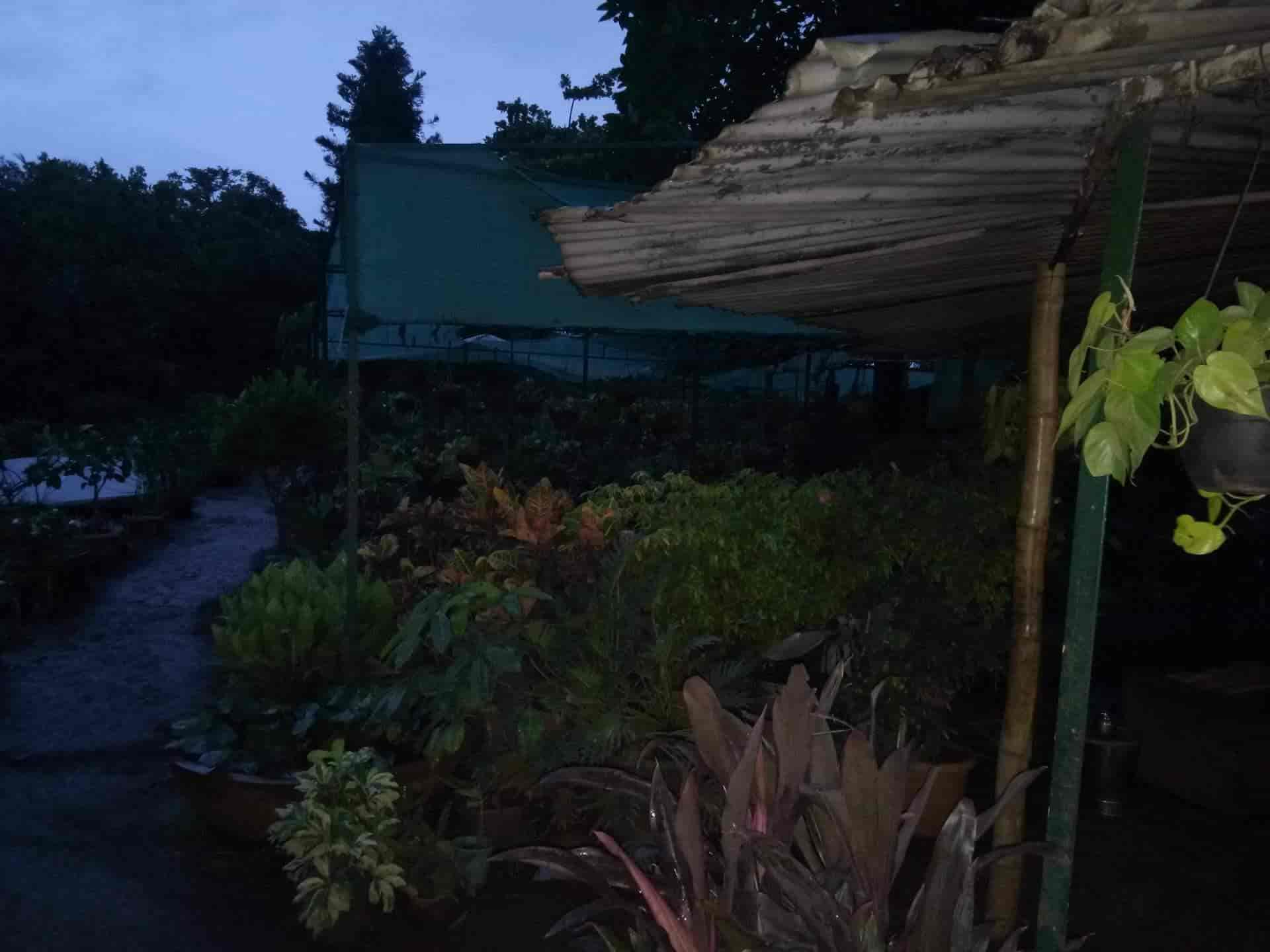Paradise Rose Farm And Nursery Ambad Plant Nurseries In Nashik