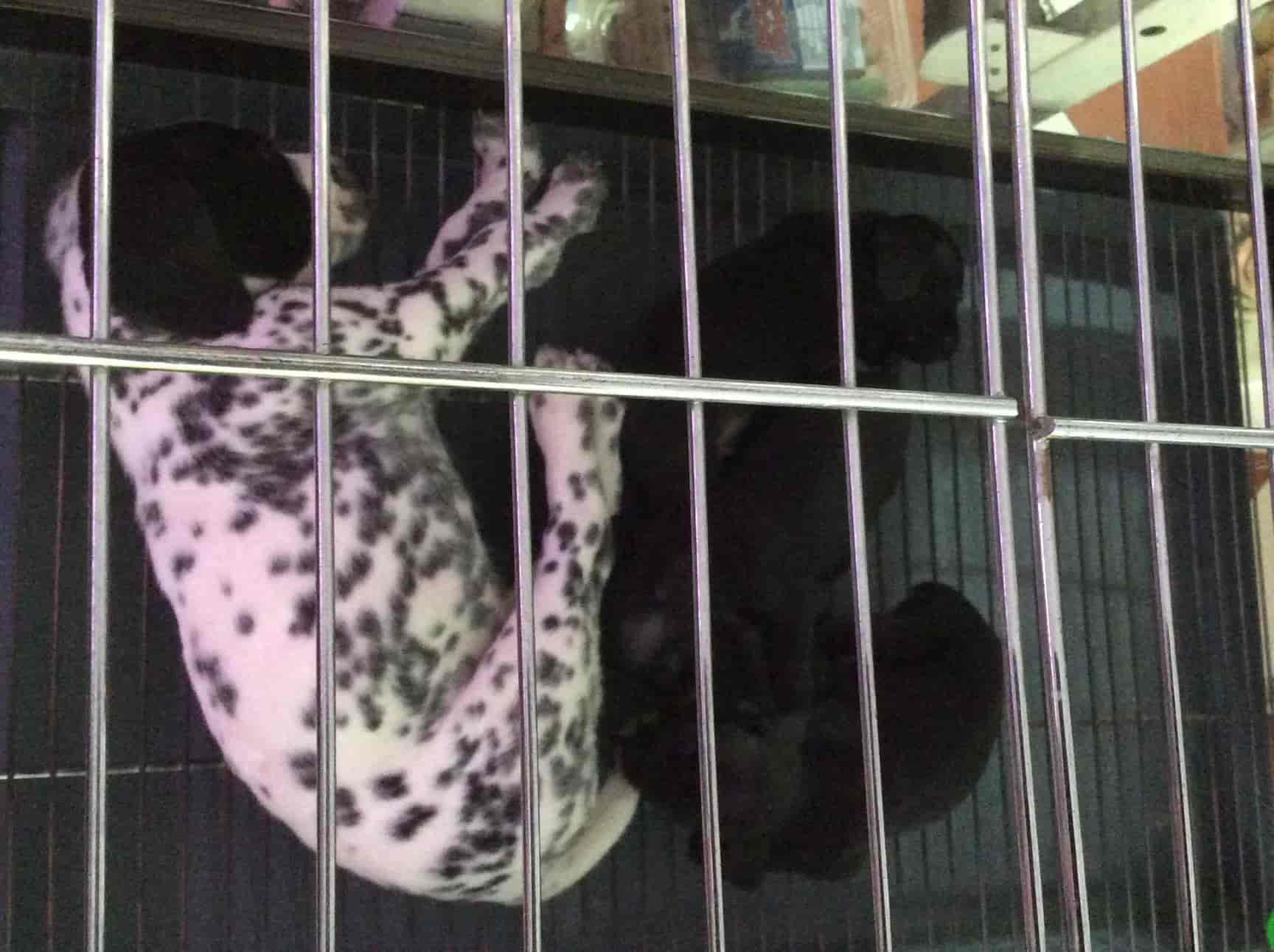 pet shop in kharghar
