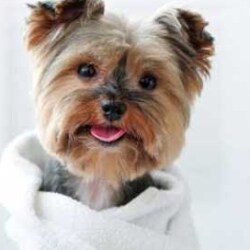 boarding and grooming near me