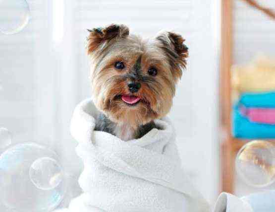 boarding and grooming near me