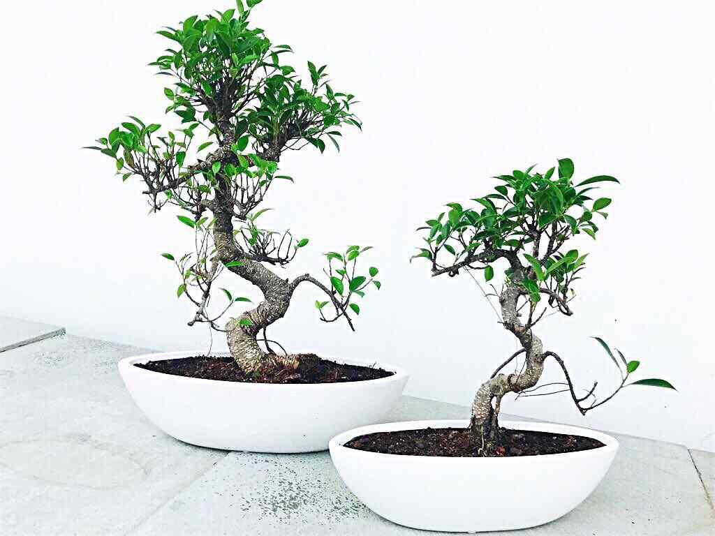 Bodhi Greens Plant Nursery Photos Sector 51 Rewari Pictures Bodhi Greens Plant Nursery Photos Sector 51 Delhi Nurseries