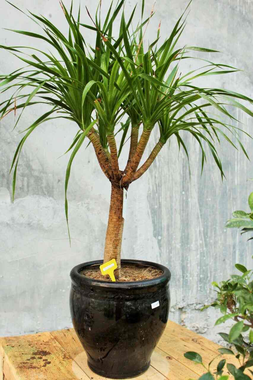 Bodhi Greens Plant Nursery Photos Sector 51 Rewari Pictures Bodhi Greens Plant Nursery Photos Sector 51 Delhi Nurseries