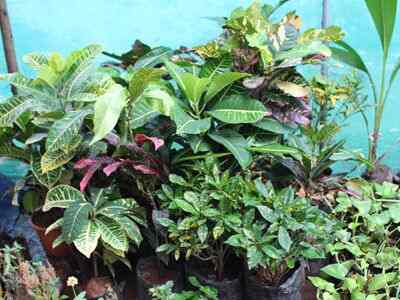 New Leaf Nursery Closed Down Photos Virar West Mumbai Pictures Plant Nursery New Leaf Closed Down Photos Virar West Mumbai
