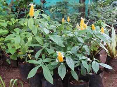 New Leaf Nursery Closed Down Photos Virar West Mumbai Pictures Plant Nursery New Leaf Closed Down Photos Virar West Mumbai