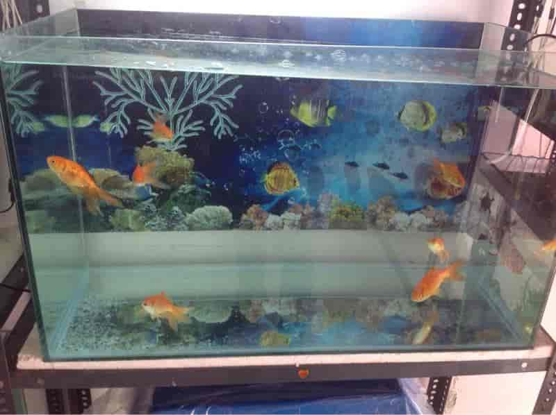 Fish aquarium home near me hotsell