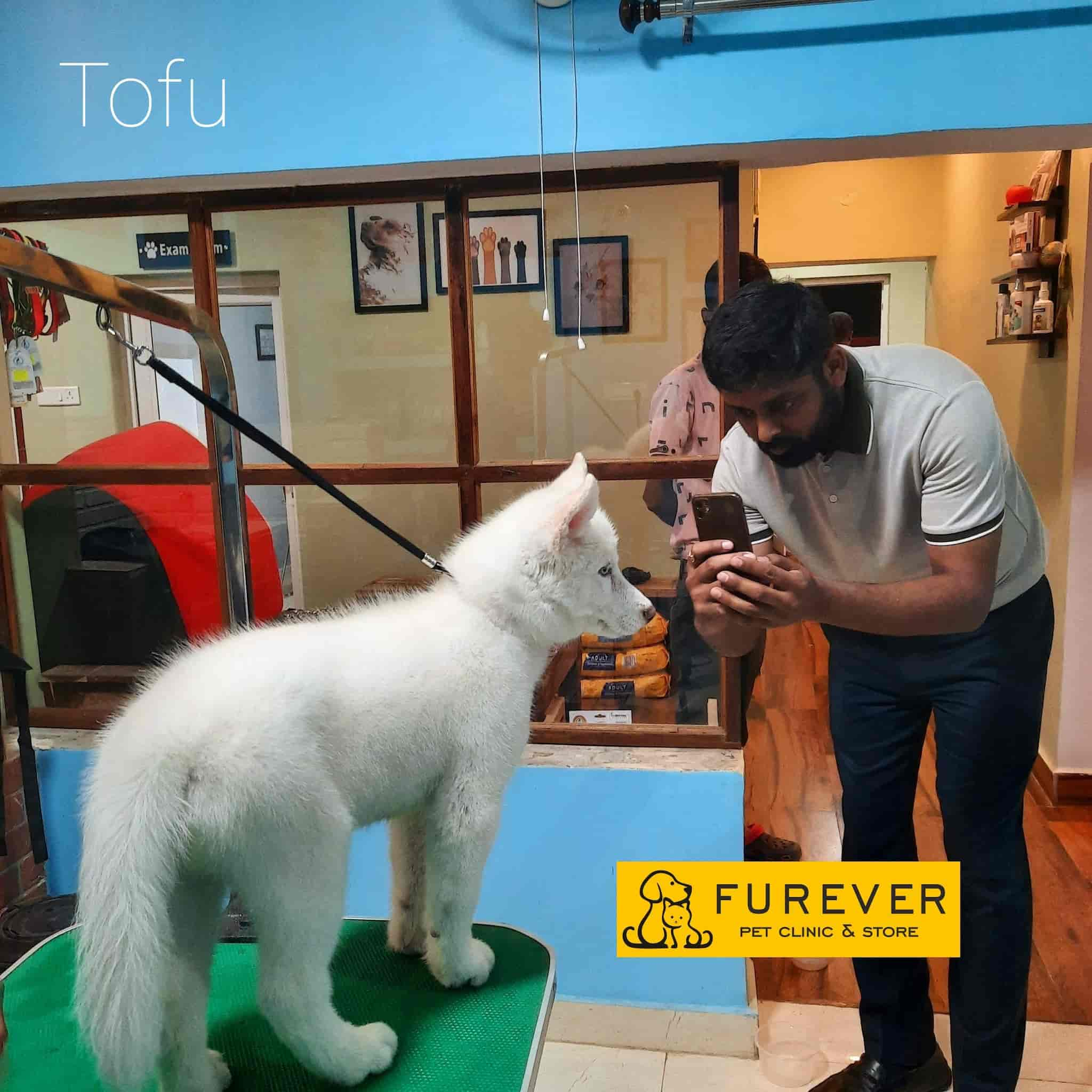 Furever Pet Clinic Store in Kankarbagh Patna Best Pet Shops in Patna Justdial