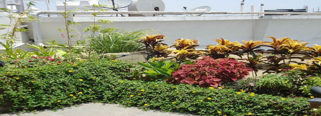 Palm Springs Nursery Loni Kalbhor Plant Nurseries In Pune Justdial Palm Springs Nursery