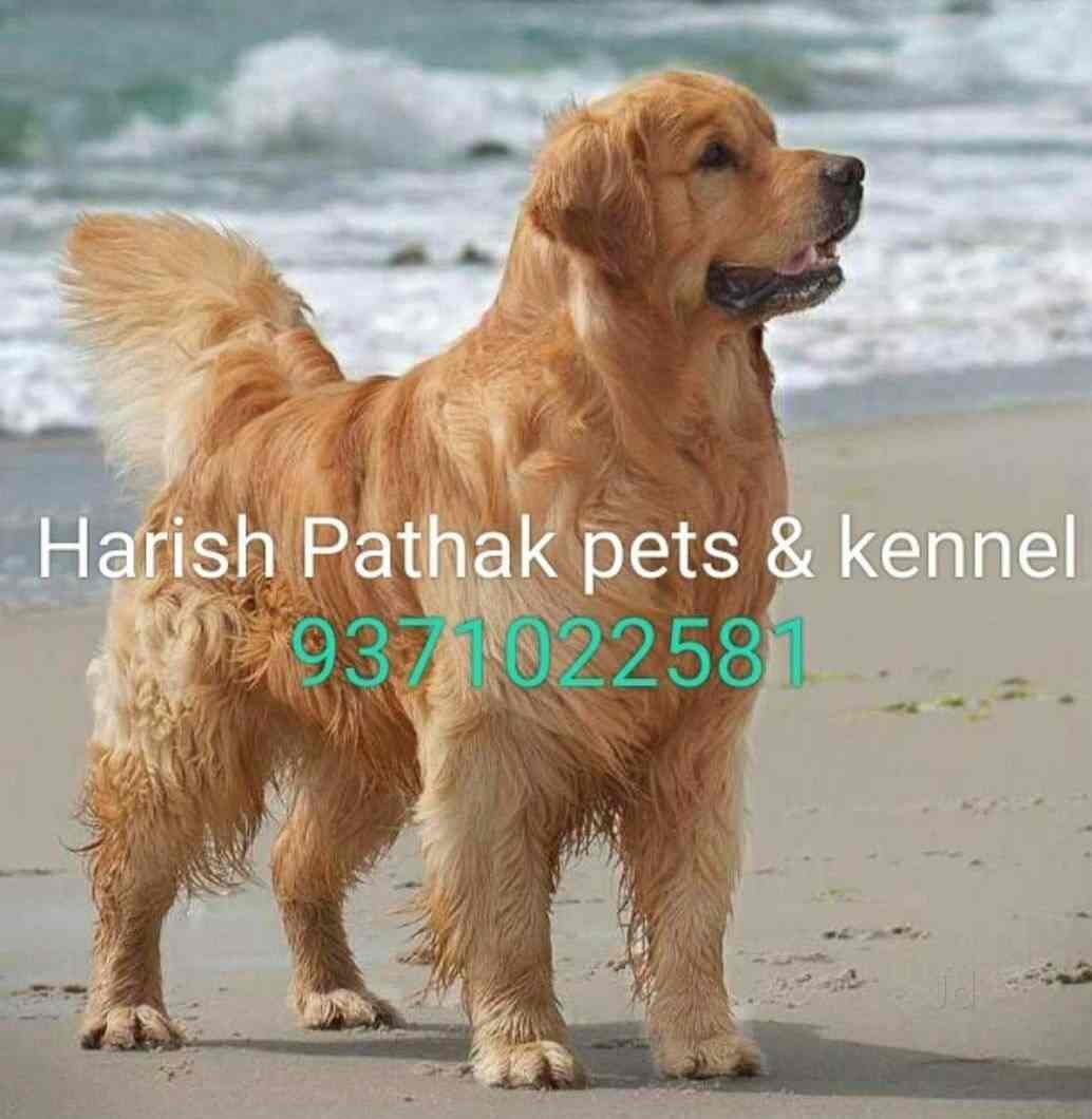 Recklessly: Golden Retriever Puppy Price In Pune