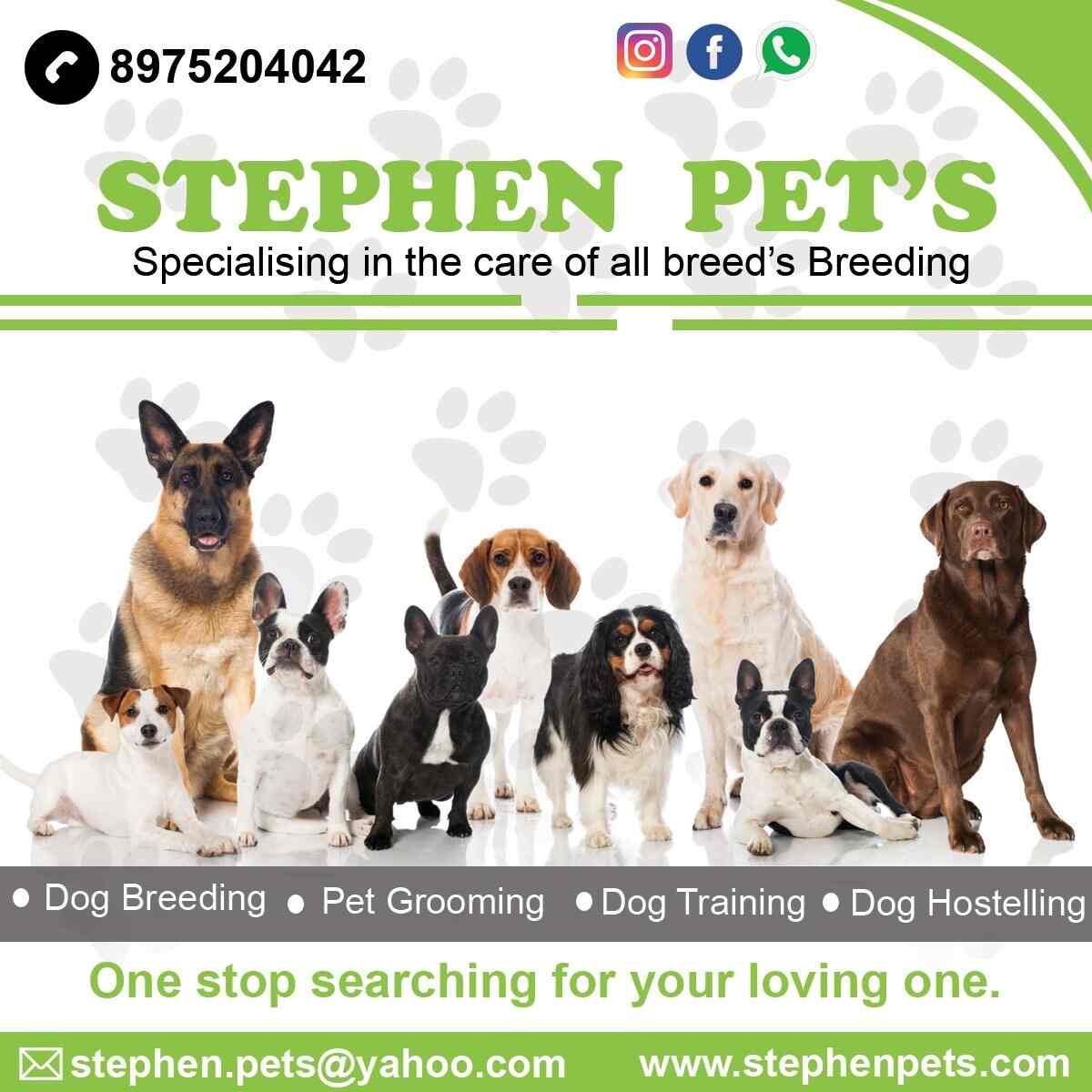 Stephen Pets Service Range Hills Pet Shops In Pune Justdial