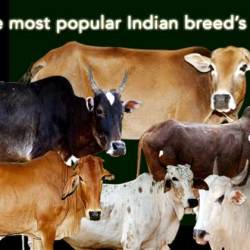 Mane Livesstock Farming Pvt Ltd Photos, Khadakwasla Research Station, pune - Goat Farming