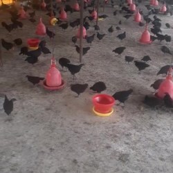 Mane Livesstock Farming Pvt Ltd Photos, Khadakwasla Research Station, pune - Goat Farming