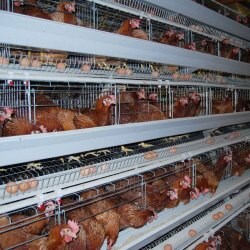 Poultry - Mane Livesstock Farming Pvt Ltd Photos, Khadakwasla Research Station, pune - Goat Farming